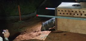 Photo of the release of a critically endangered Northern hairy-nosed wombat (Lasiorhinus krefftii) at Richard Underwood Nature Refuge.