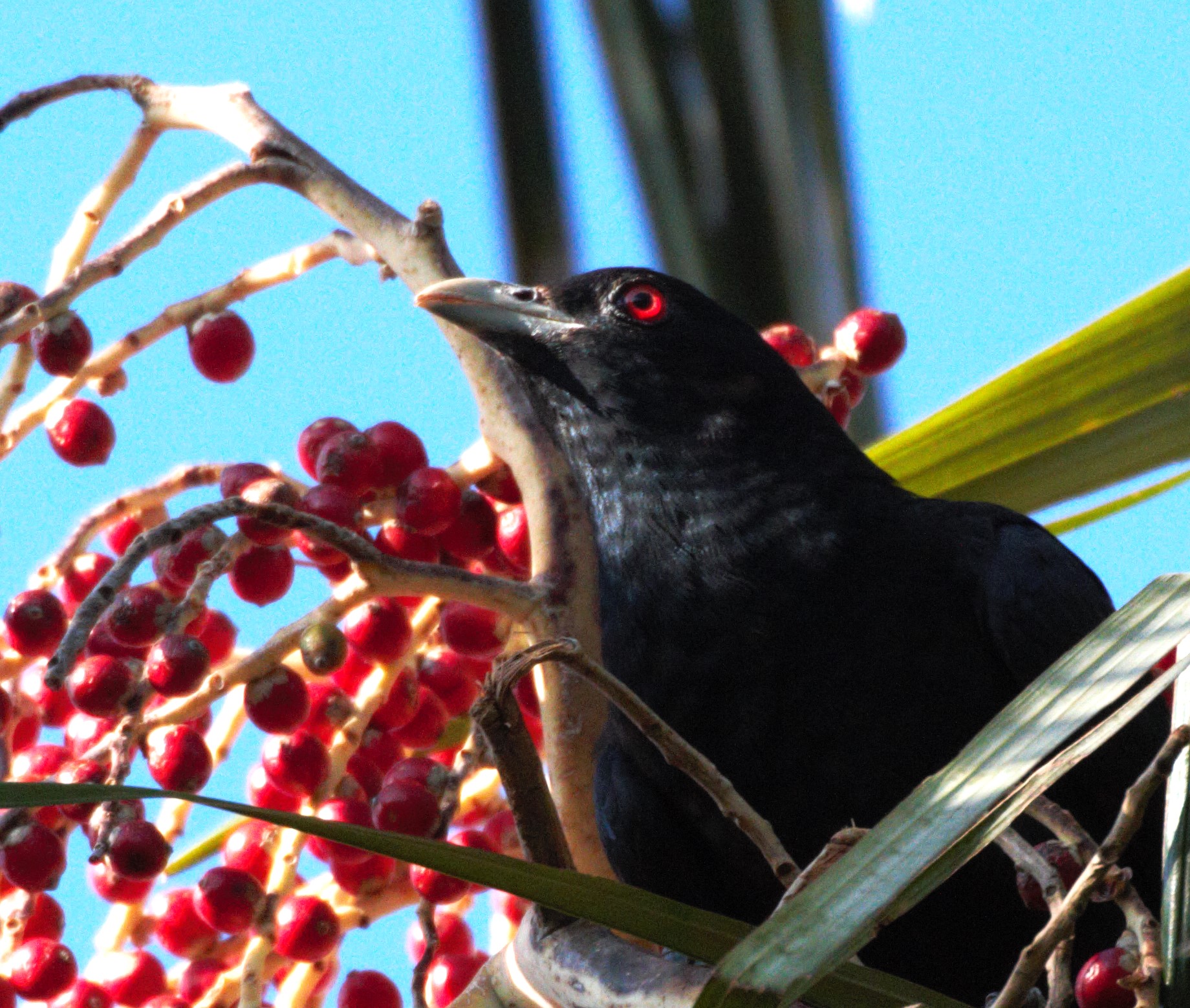 Male koel