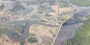 A large area of mangrove forest died due to the exposure of acid sulfate soils to oxygen.