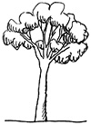 Mature tree