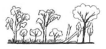 State 6: Native trees +/- rainforest trees