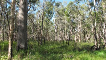 Melaleuca quinqinervia open forest, West of Maryborough, SEQ.