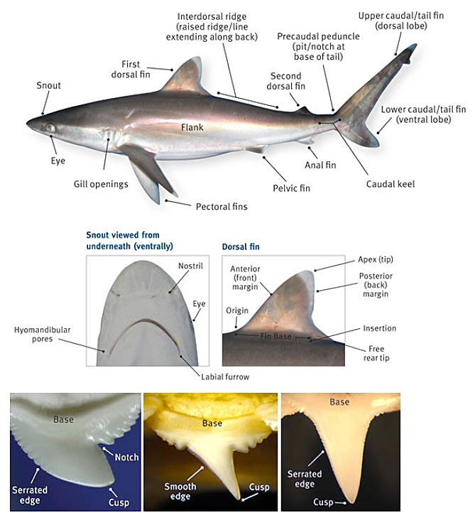 Diagram showing the basic anatomy of a shark.