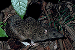 Long-nosed bandicoot.