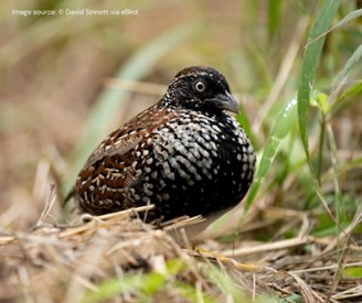 Photo of a black-breasted button quail