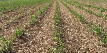 Green cane harvesting on a paddock in North Queensland