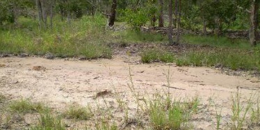 Areas of bare soil where plants have failed to germinate