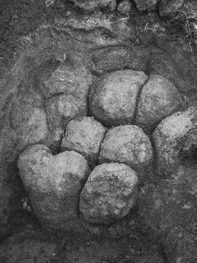 Columnar structure of the upper B horizon in a soil near Emerald, Queensland.