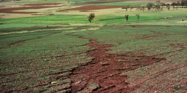 Rill and sheet erosion on a cultivated paddock