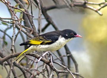 The painted honeyeater is a rare, nomadic bird that feeds on the nectar of mistletoe and other flowering plants