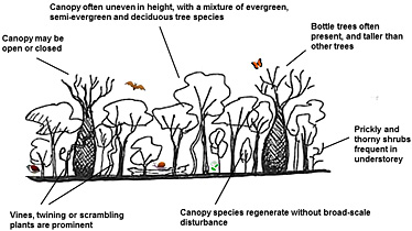 Diagram of dry rainforest structure