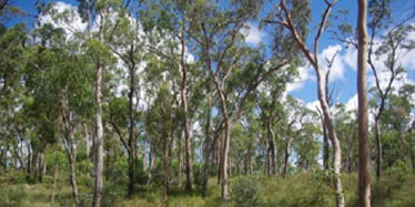 Eucalypt woodland