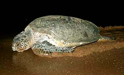 Adult green turtle returning to water