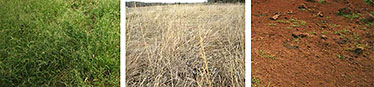 Image examples of green (photosynthetic vegetation), non-green (non-photosynthetic senesced dry vegetation and plant litter) and bare ground areas.