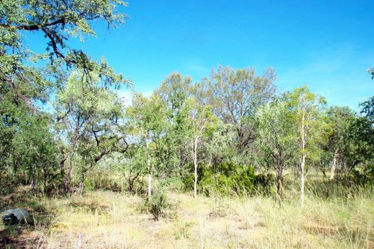 Mixed low woodland dominated by Lysiphyllum sp. with Atalaya hemiglauca, Archidendropsis basaltica and Terminalia aridicola on Tertiary sand sheets. (\