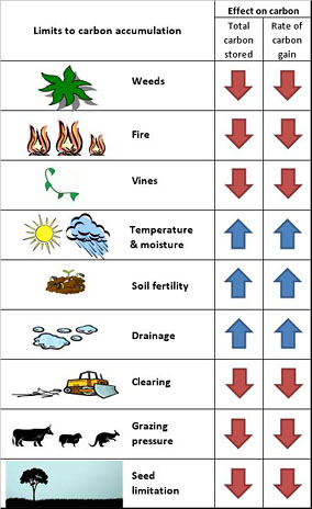 Table summarising limits to carbon accumulation for rainforest