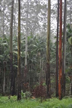 Wet sclerophyll forest