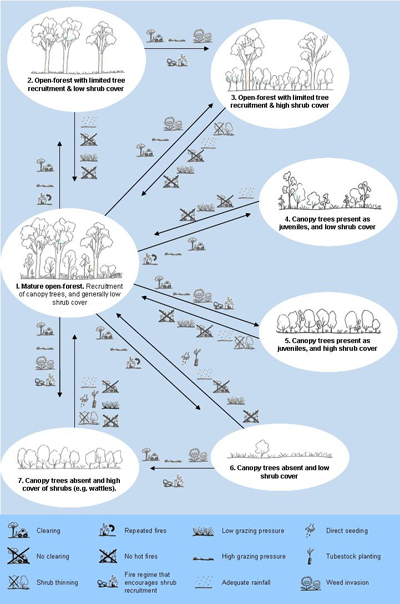 An ecological model for eucalypt open-forests in Queensland