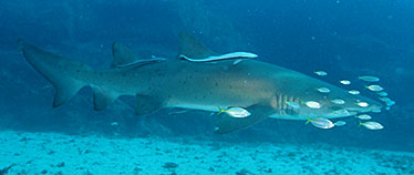 Image of grey nurse sharks swim protected under marine parks legislation within the Moreton Bay Marine Park.