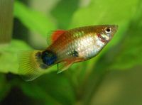 Platy