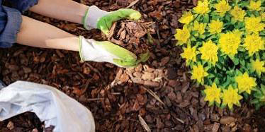 Photo showing mulch on a garden