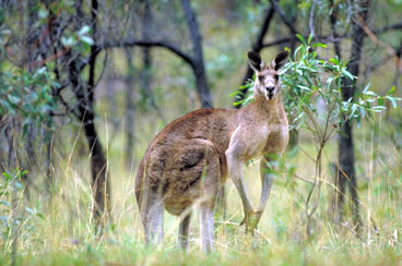 A kangaroo in the bush