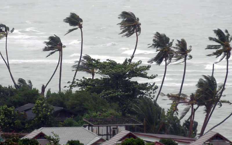 photo of palm trees by a beach bending in heavy wind