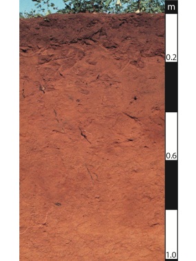 Kandosol soil in Roma, Queensland.