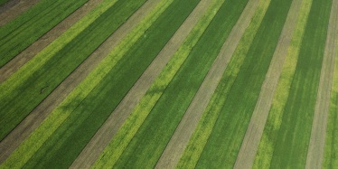 Strip cropping over a floodplain on the Darling Downs