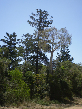 Dry rainforest at Goodnight Scrub NP