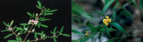 Some plant species associated with wet sclerophyll forest.