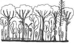 State 1: Rainforest with closed canopy