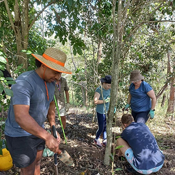 Volunteers planting native birdwing butterfly vines.