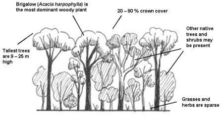 Brigalow structure