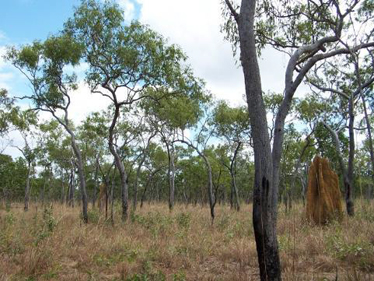 Corymbia clarksoniana woodland, Moreton Telegraph Station, CYP.