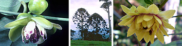 Images of some plant species associated with rainforest in Queensland. 