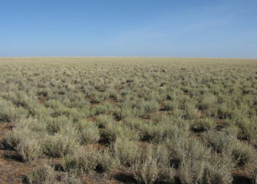 Astrebla pectinata tussock glassland, Barkly Downs Station, west of Mt Isa, MGD.