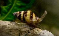 Assassin snail