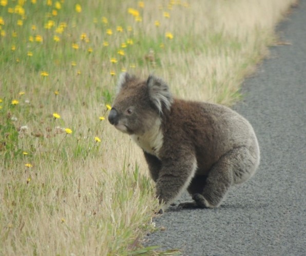 Photo of a koala on the ground, on the edge of a road