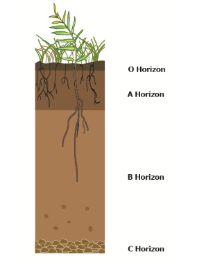 Soil profile showing the different layers or horizons.