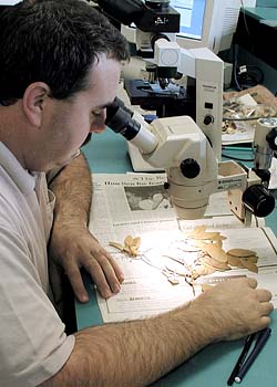 A botanist examining a specimen through a microscope.