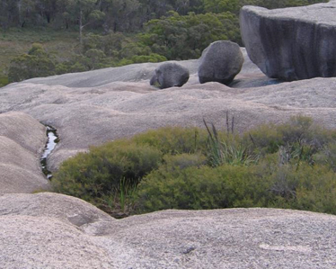 Leptospermum spp. and Gahnia sp. heathland (foreground). South Bald Rock, Girraween NP, NET.