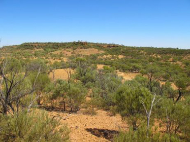 Acacia shirleyi low open woodland with Triodia sp. on scarp slopes, Lark Quarry near Winton, CHC.