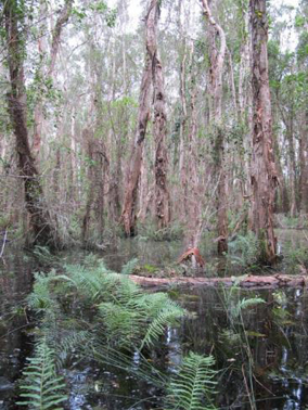 Melaleuca quinqinervia open forest, Winfield, SEQ.