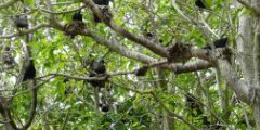 Tryon Island\'s pisonia forest seabird breeding area. 