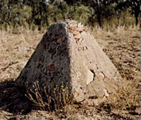 Zero obelisk on the banks of the Warrego River