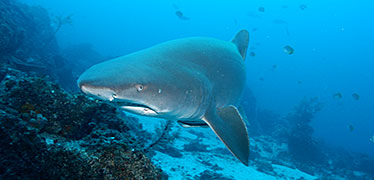 Grey nurse shark close-up.