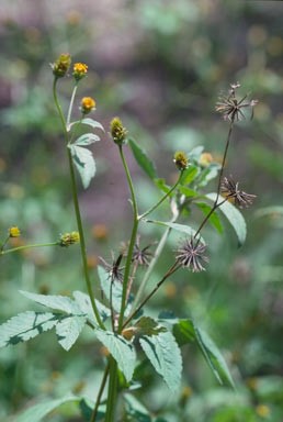 Cobbler\'s pegs