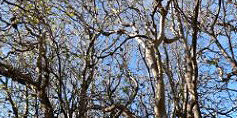 Devastated pisonia forest on Tryon Island