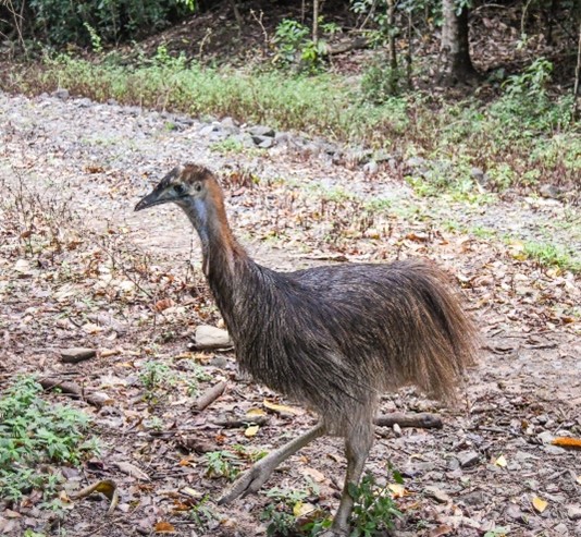 Photo of the cassowary chick